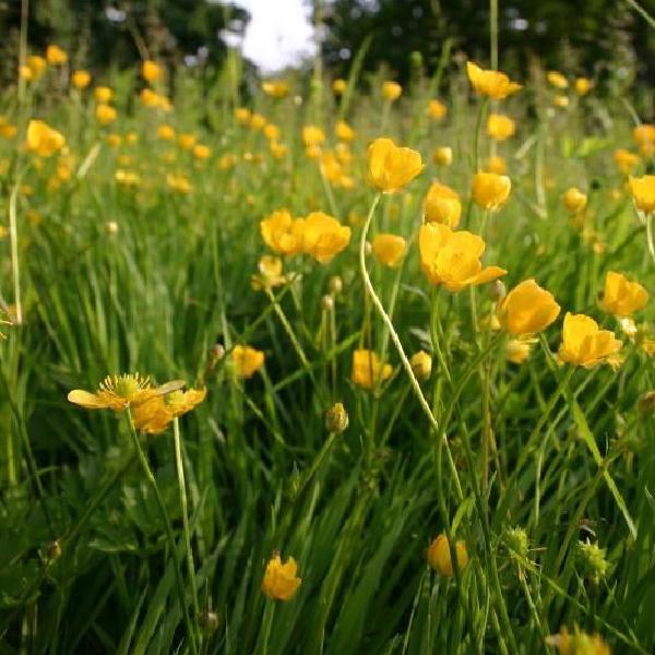 Buttercups