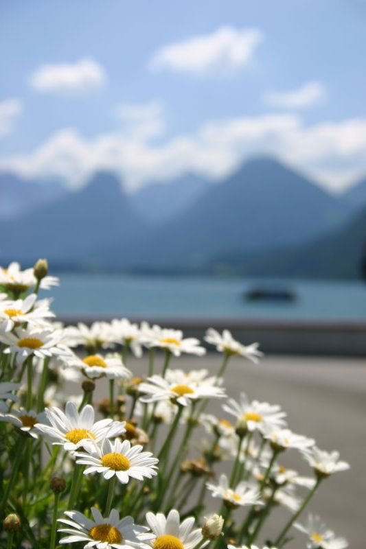 Daisies in St. Gilgen