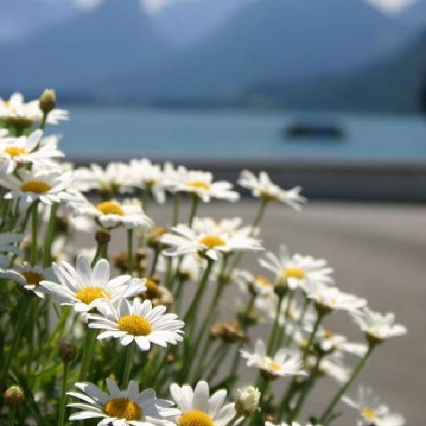 Daisies in St. Gilgen