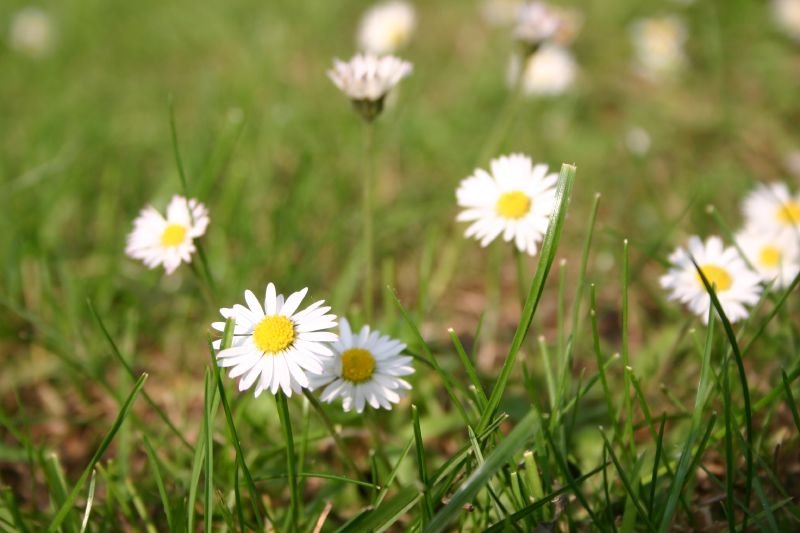 Daisies