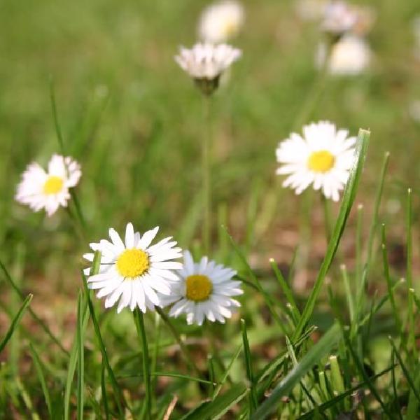 Daisies