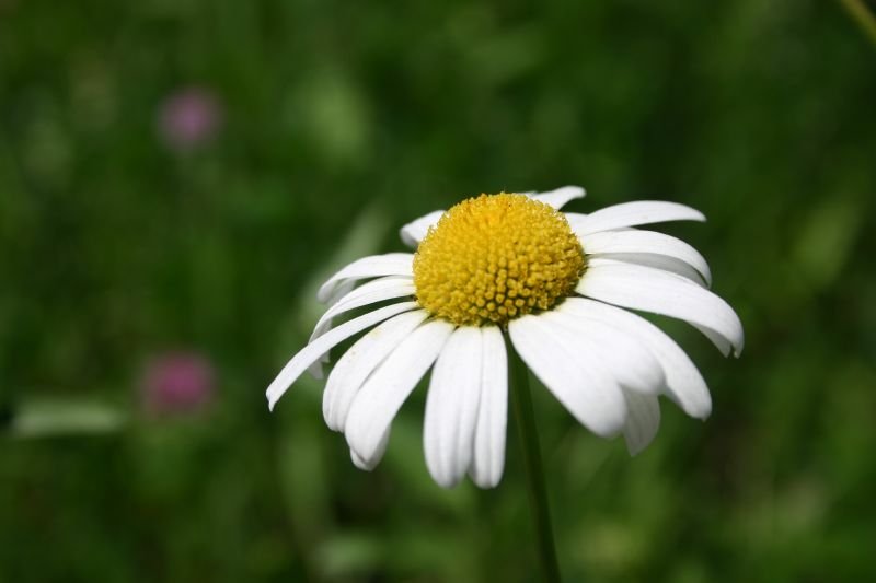 Daisy