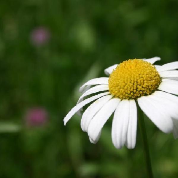 Daisy