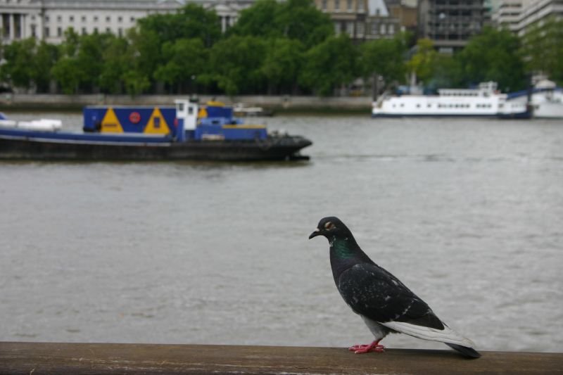 Evil eyed pigeon