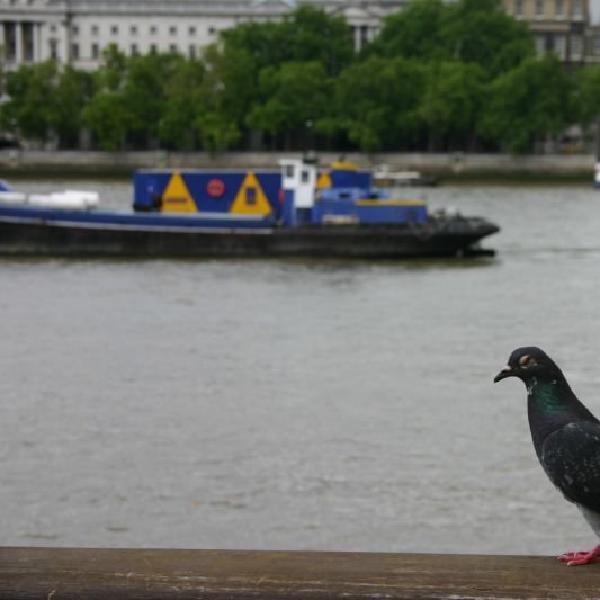 Evil eyed pigeon