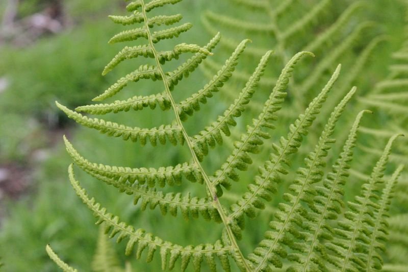 Ferns
