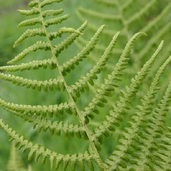 Ferns