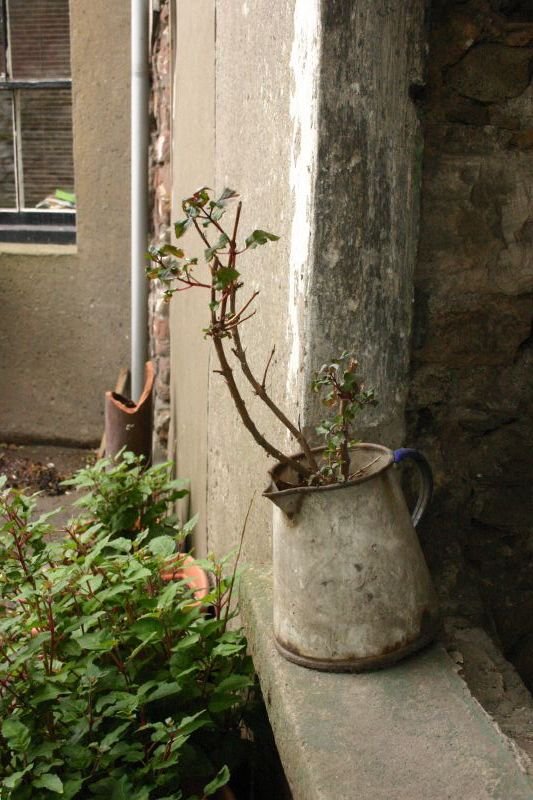 Flower, neglected