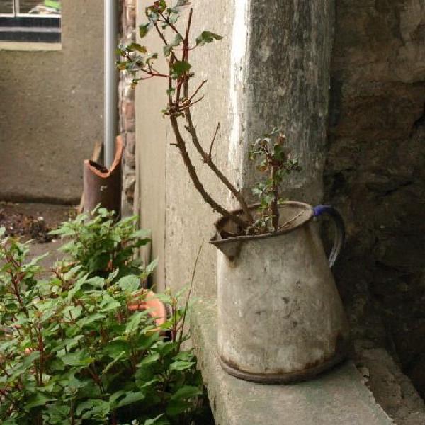 Flower, neglected