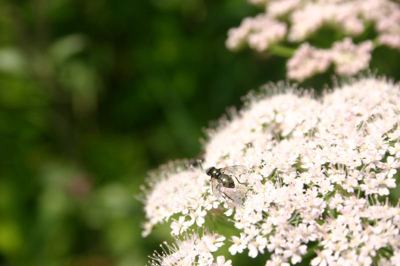 Fly having breakfast