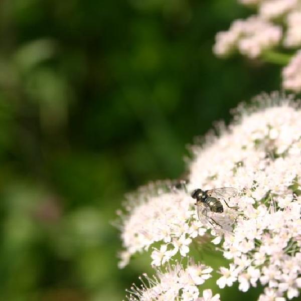 Fly having breakfast