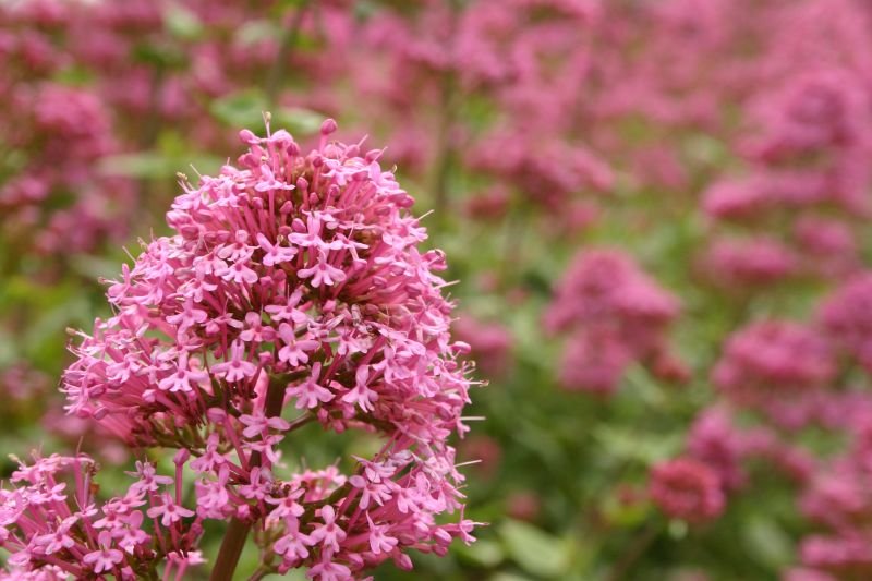 Hedgerows