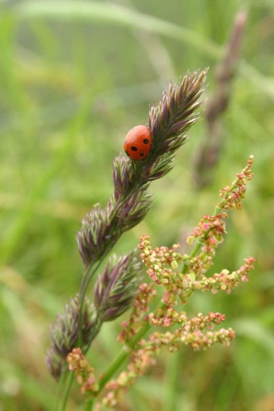 Ladybird
