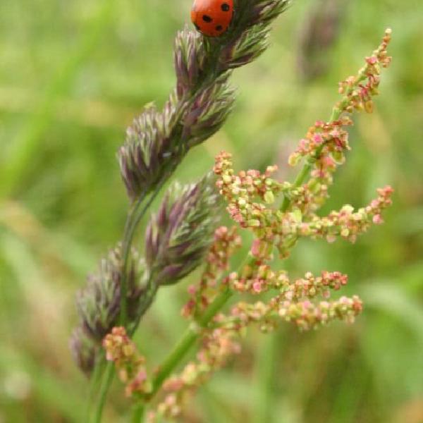 Ladybird
