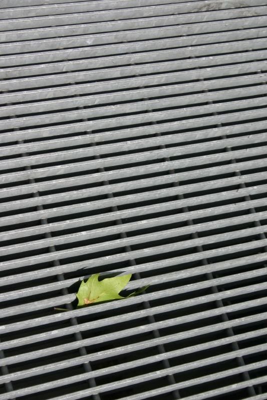 Leaf, trapped