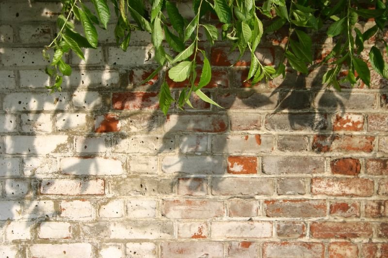 Leafy shadows