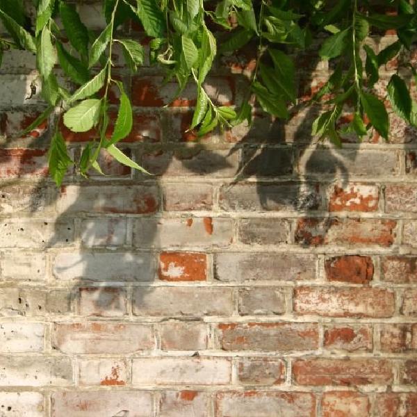 Leafy shadows