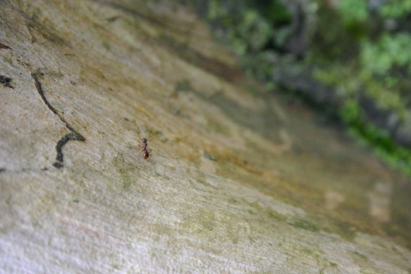 Lost ant