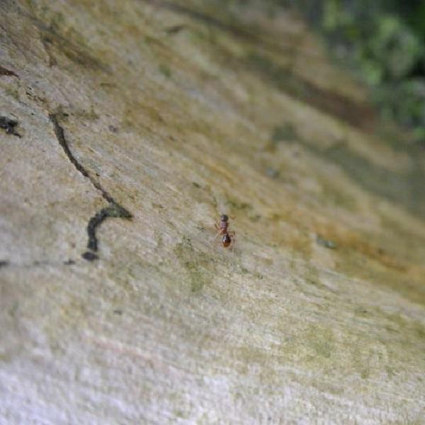 Lost ant