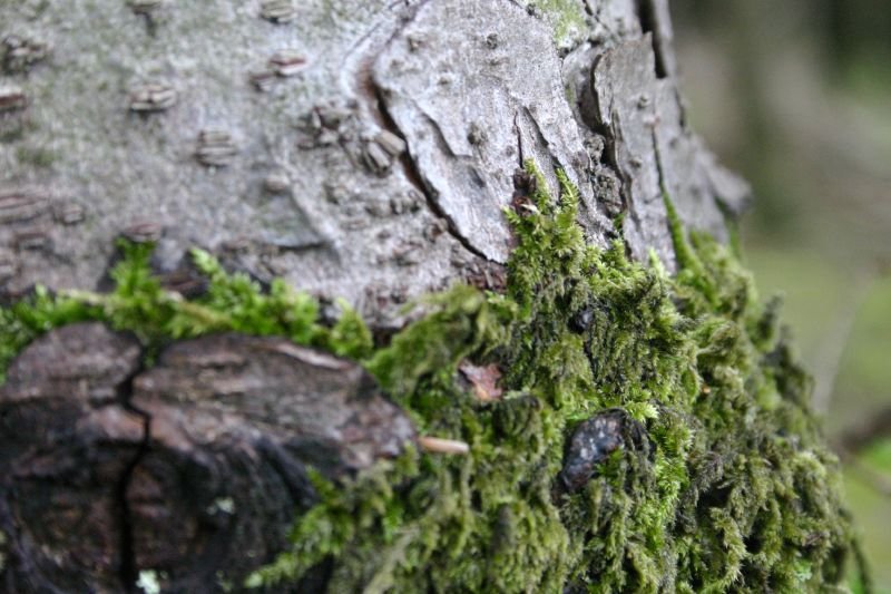 Mossy tree