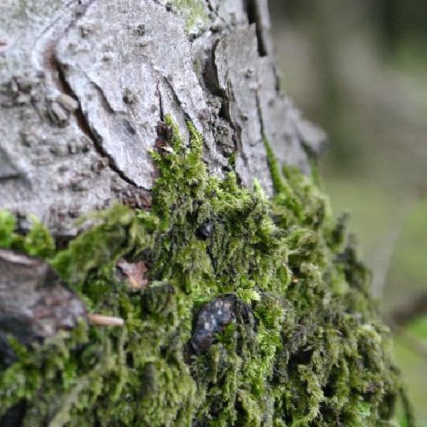 Mossy tree
