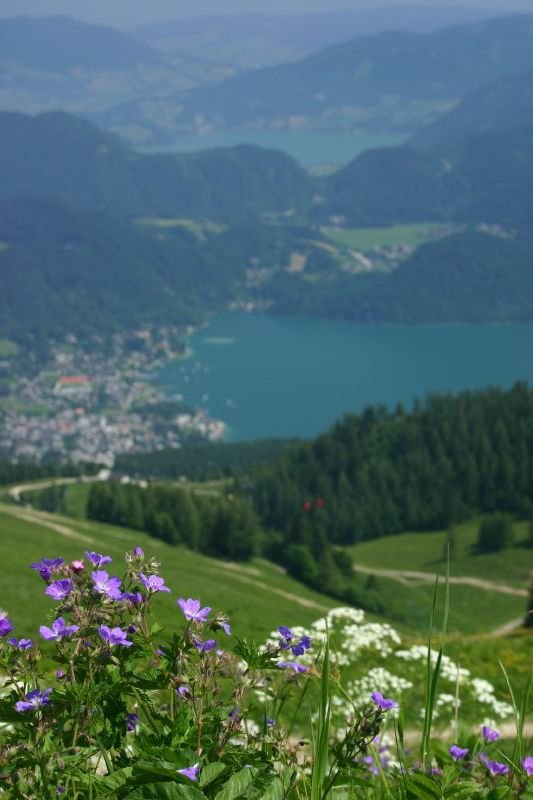 Mountain flowers