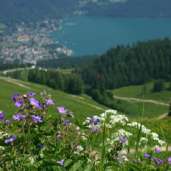 Mountain flowers