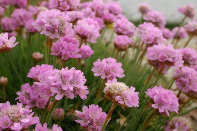 Pink flowers