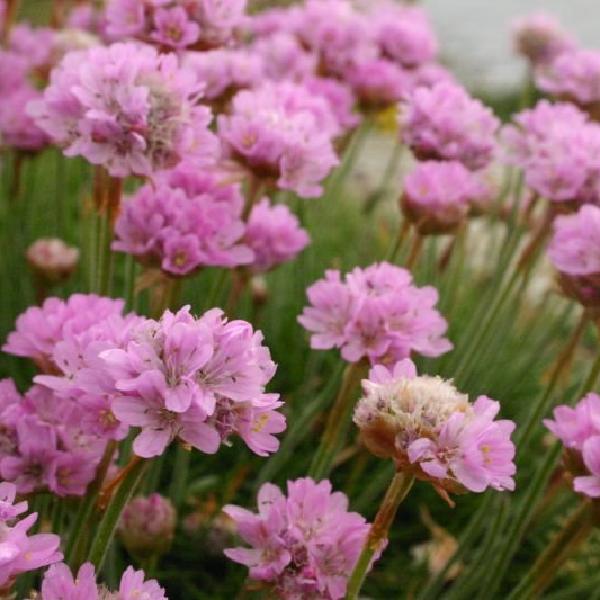 Pink flowers