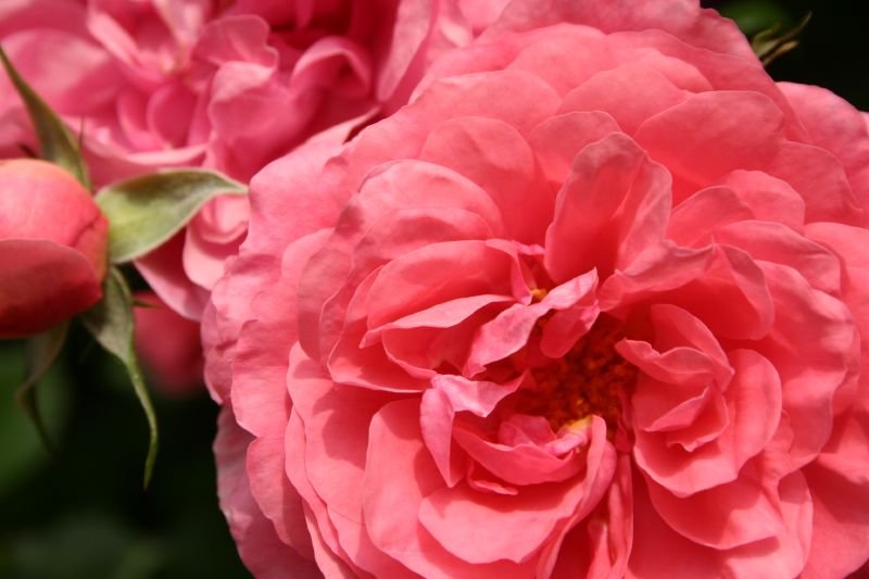 Pink rose