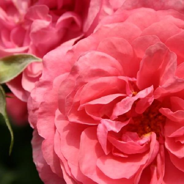 Pink rose