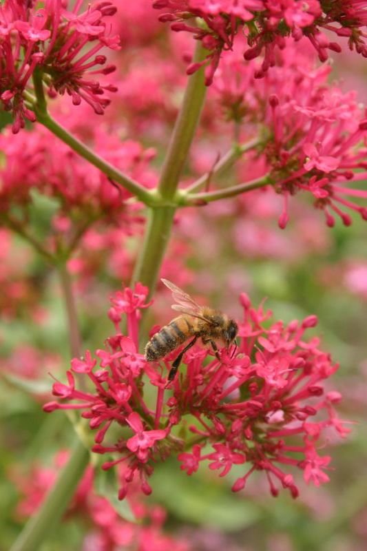 Pollination