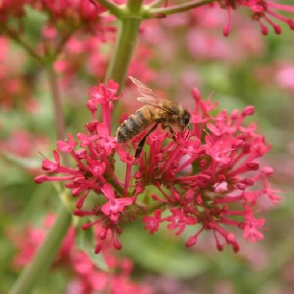 Pollination