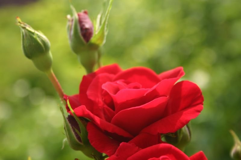 Red rose