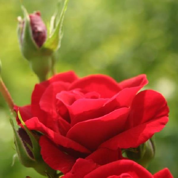 Red rose