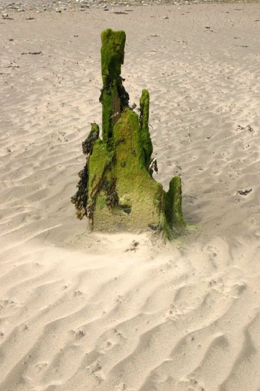 Rotting groyne