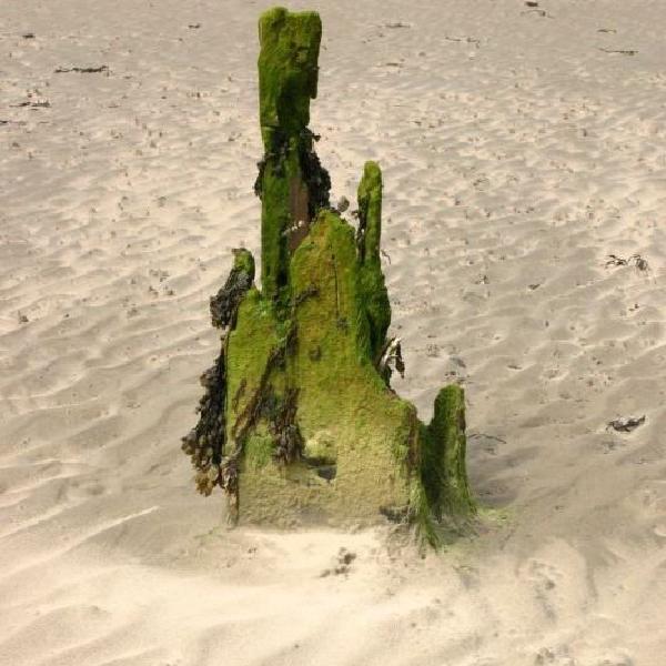 Rotting groyne