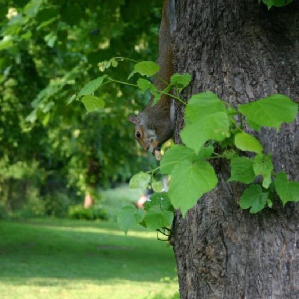 Squirrel beats pigeon to food