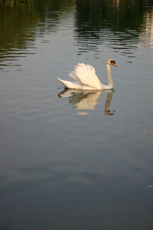 Swan