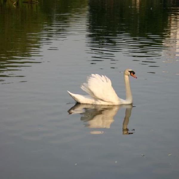 Swan