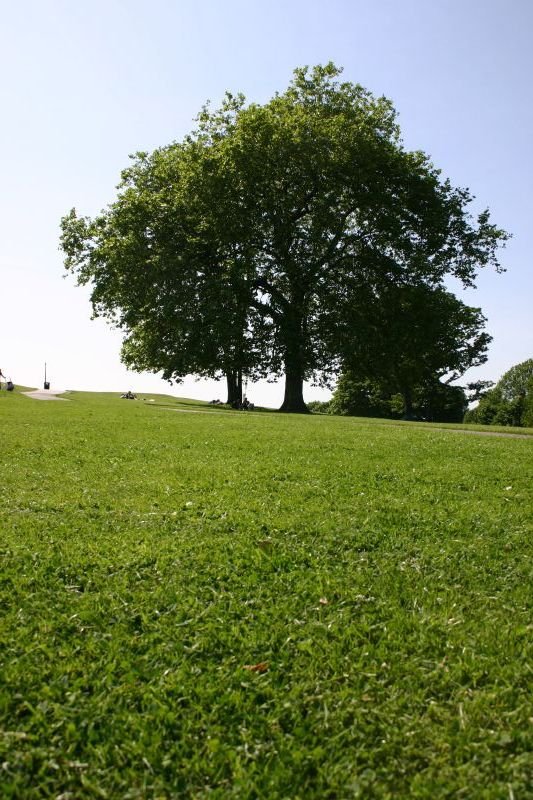 Tree on Primrose Hill
