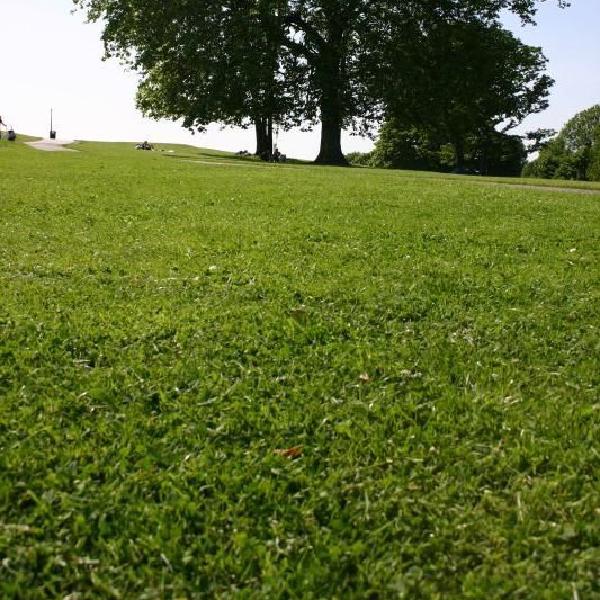 Tree on Primrose Hill