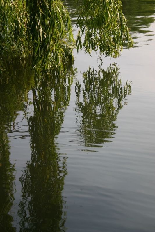 Weeping willows