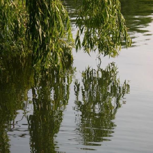 Weeping willows