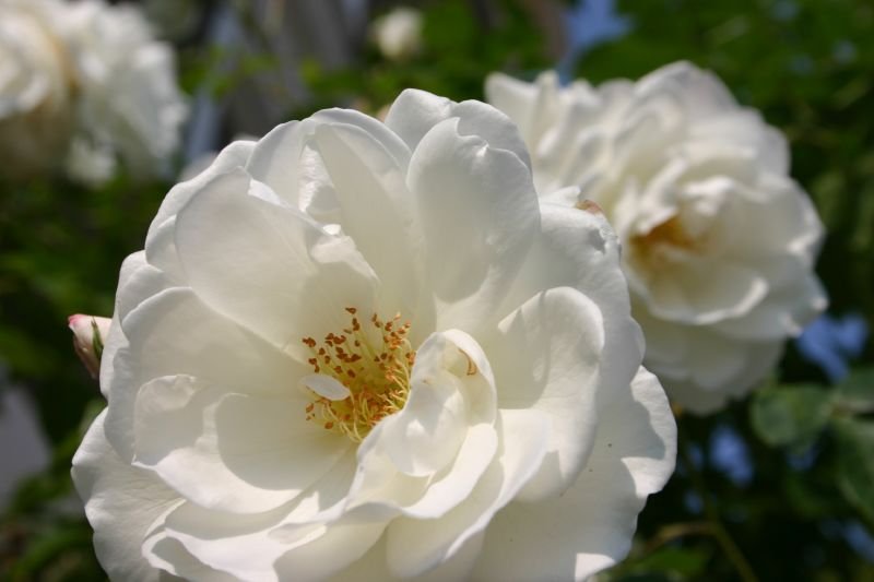White flowers