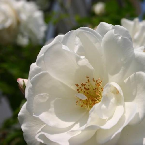 White flowers