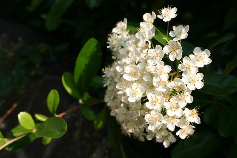 White flowers