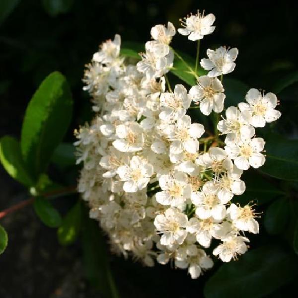 White flowers