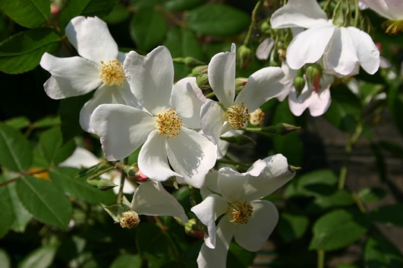 White flowers