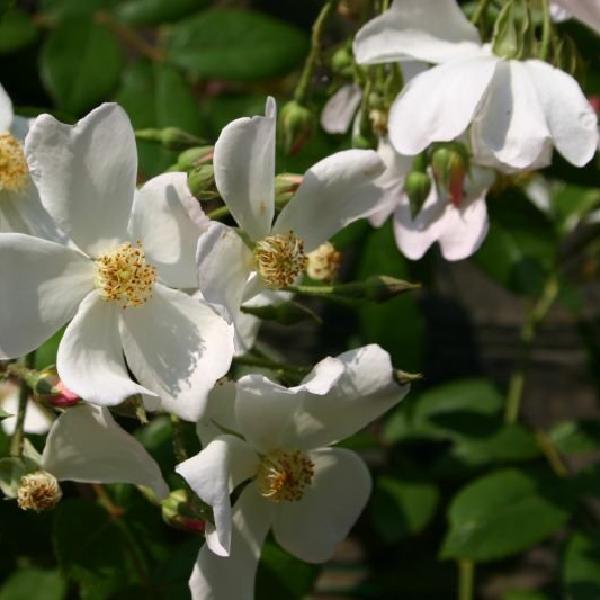 White flowers